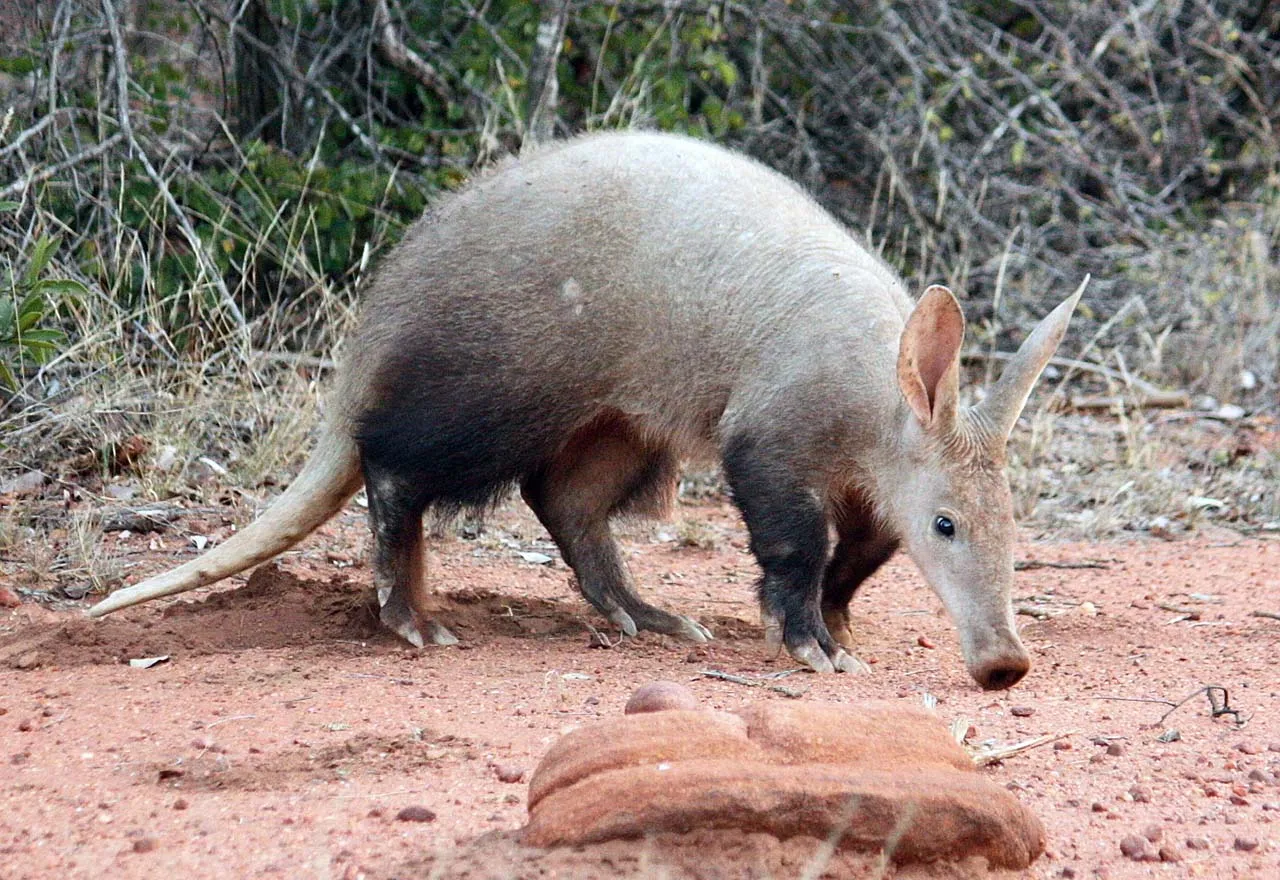 Aardvark